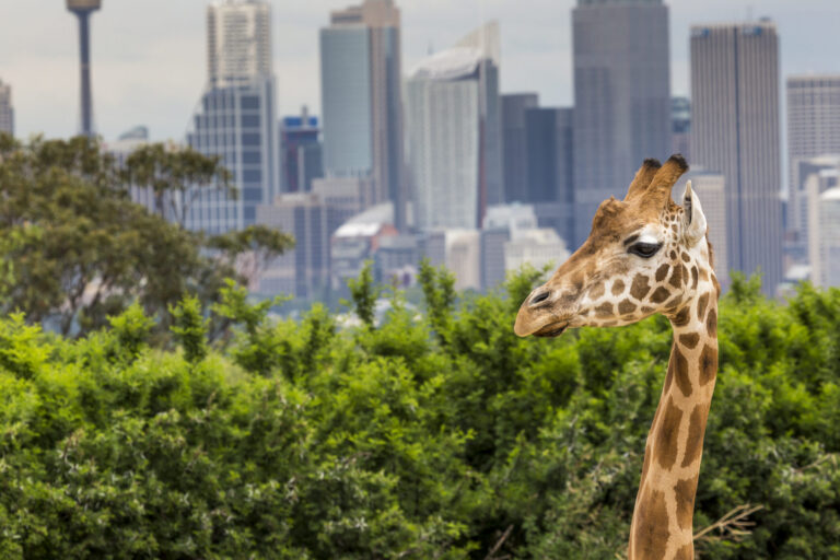 Want to run your own zoo? Here’s what you need to know