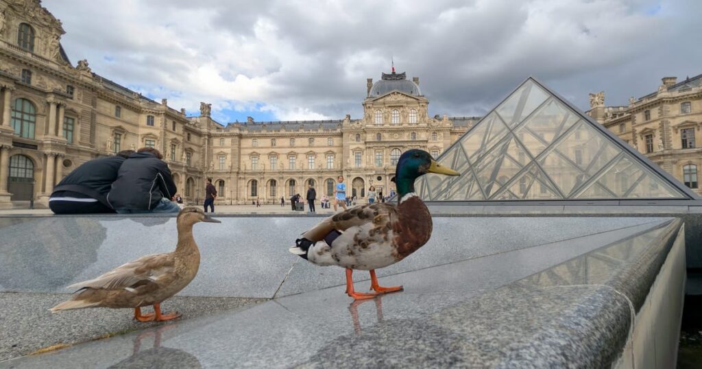 The EU is for the birds