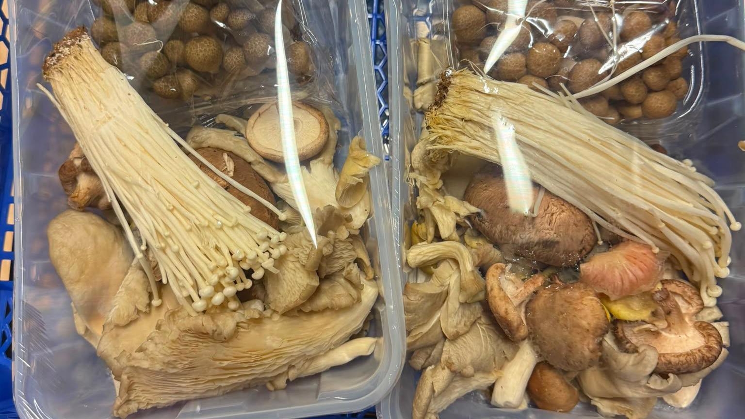 A collection of mushrooms in boxes with plastic covering on them.